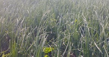 بصل التقوير منور غيطان المنيا.. زراعة مساحات كبيرة من محصول المصانع