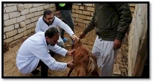 الطب البيطري بشمال سيناء يواصل جهوده في تحصين الثروة الحيوانية