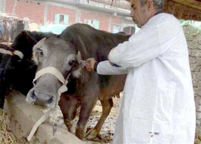 انطلاق الحملة القومية للتحصين ضد الحمى القلاعية والوادي المتصدع بالمنيا