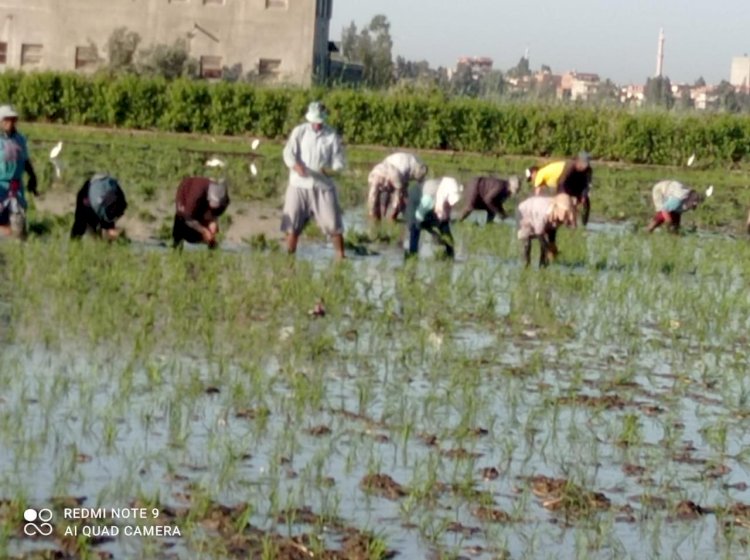 الزراعة:معهد الأراضي والمياه والبيئة يواصل دعم التنمية الزراعية