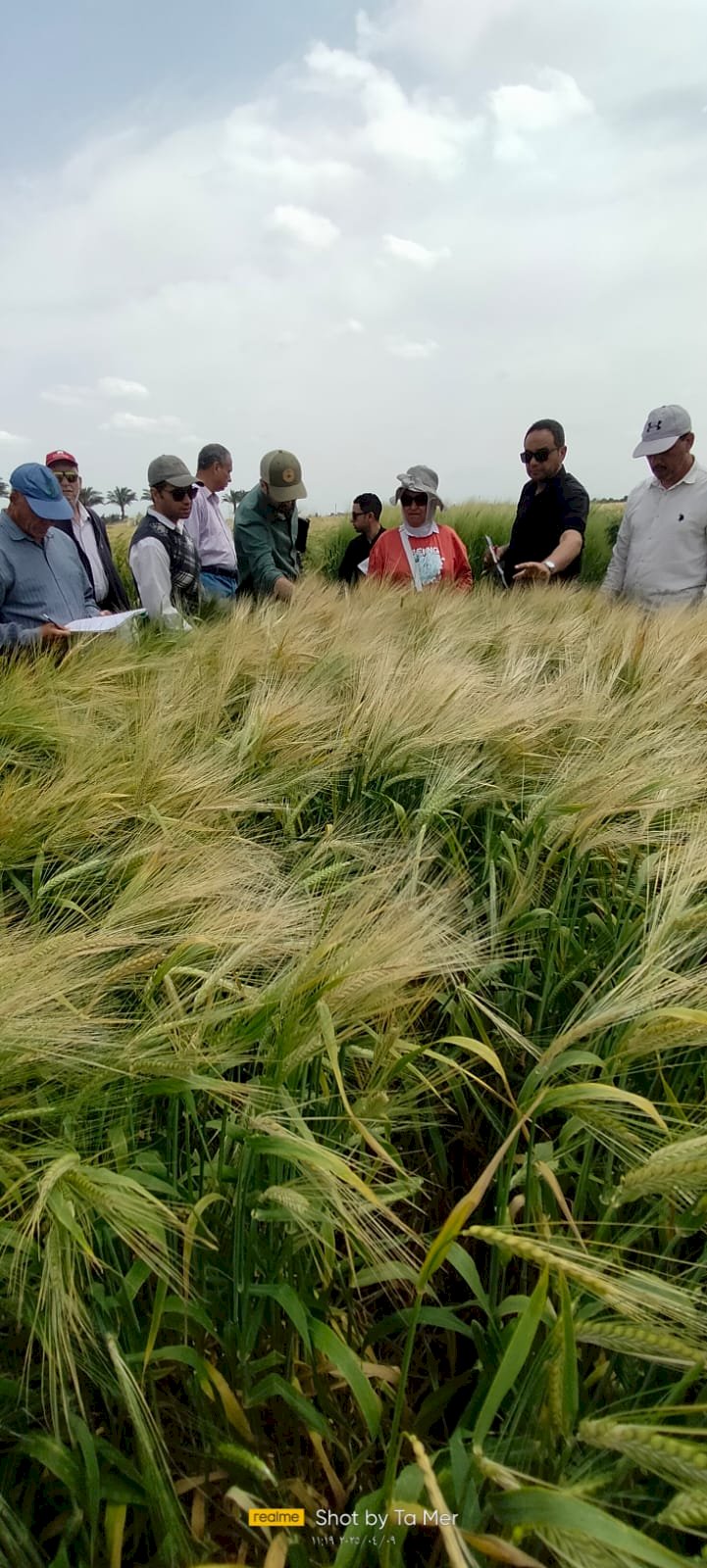 حصاد وانشطة مركز البحوث الزراعية في أسبوع