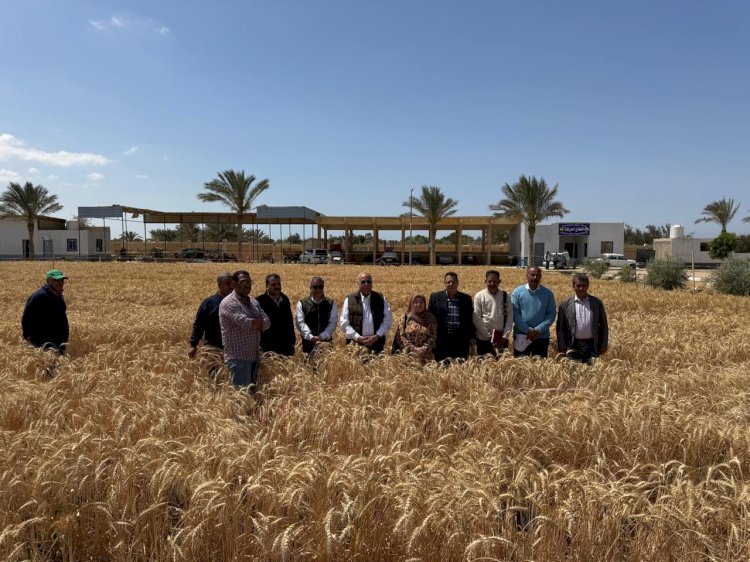 بحوث الصحراء يشيد بنتائج موسم حصاد القمح في جنوب سيناء