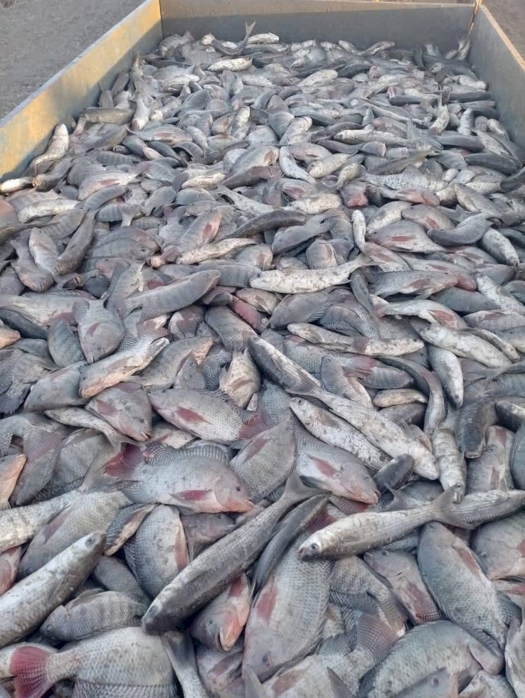 جهاز حماية وتنمية البحيرات يواصل أعمال الصيد في مزرعة برسيق السمكية