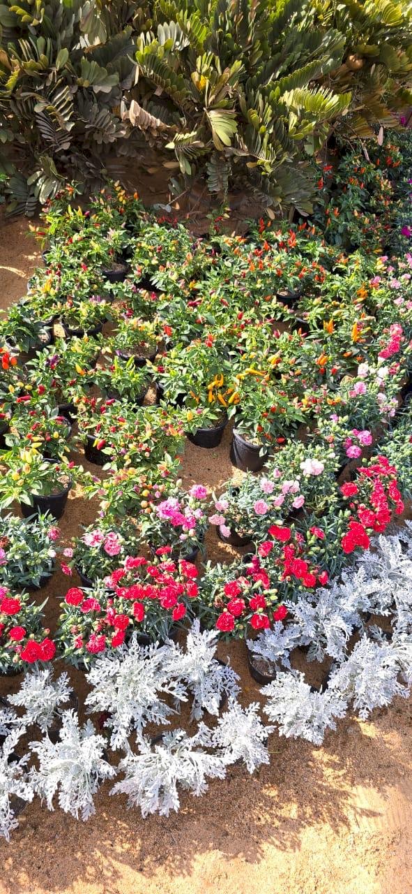 معرض زهور الربيع أقدم وأكبر التظاهرات الزراعية والفنية في الوطن العربي