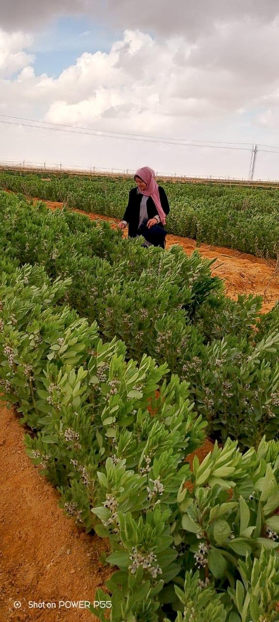 مركز بحوث الصحراء يقود نهضة زراعية وتنموية متكاملة في سيناء