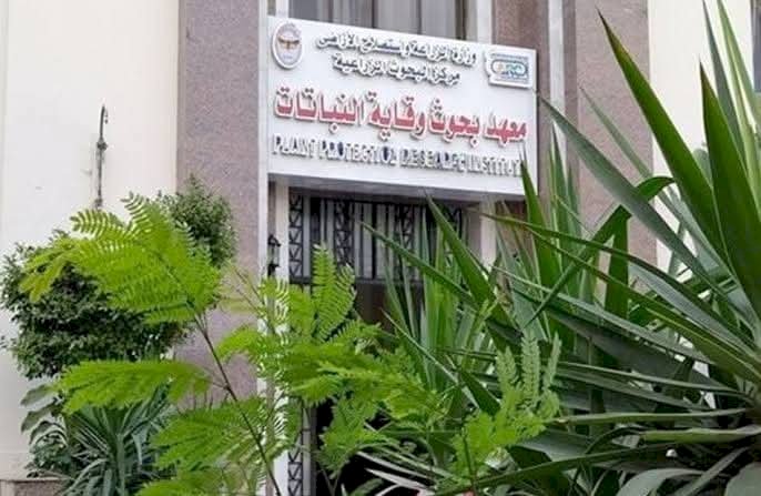 الزراعة تواجهه دودة الحشد الخريفية في الذرة