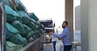 شون وصوامع المنيا تستقبل أكثر من 49 ألف طن من القمح ضمن موسم حصاد 2025