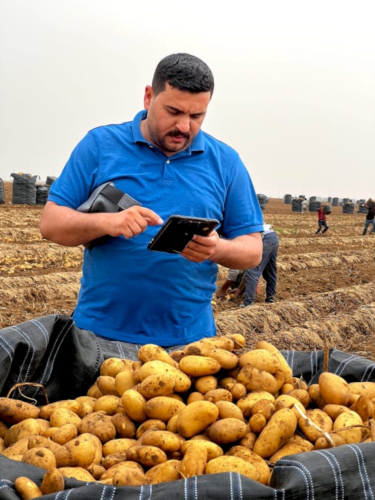 "الزراعة" تتابع عمليات حصاد البطاطس في المناطق الخالية من العفن البني