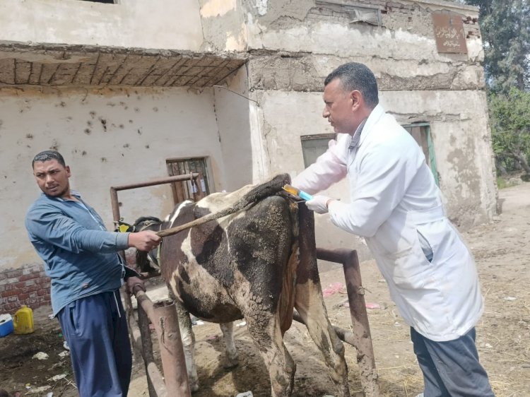 بيطرى كفر الشيخ : علاج وتشخيص حمل 3747حالة خلال شهر ابريل ٢٠٢٥