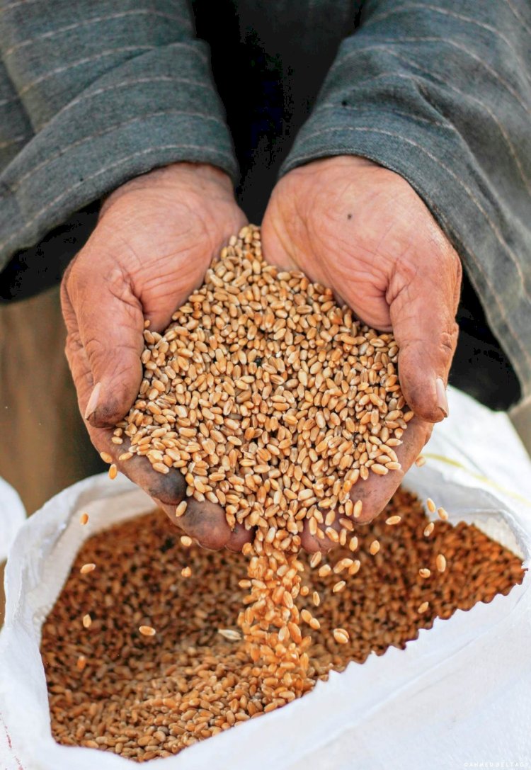 الشون والصوامع تستقبل 130 ألف طن قمح منذ بدء موسم التوريد بسوهاج