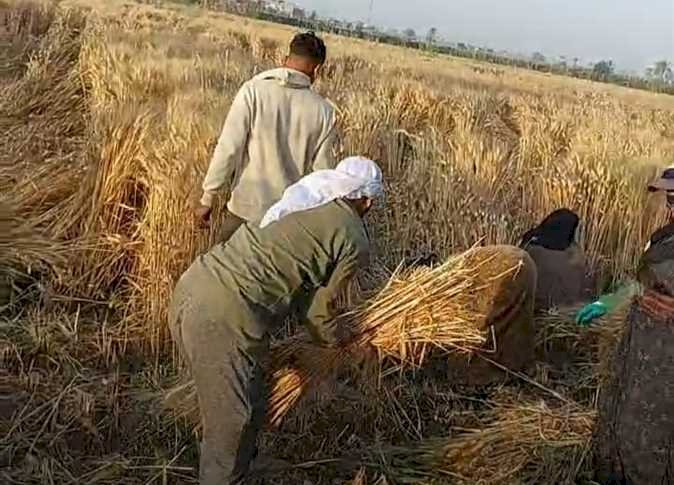 42 مركز تجميع.. توريد 314 ألف طن قمح لشون وصوامع المنيا