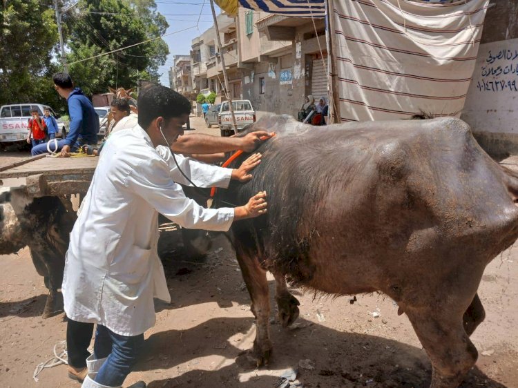 الخدمات البيطرية تكثف جهودها لدعم صحة الحيوان في جميع المحافظات