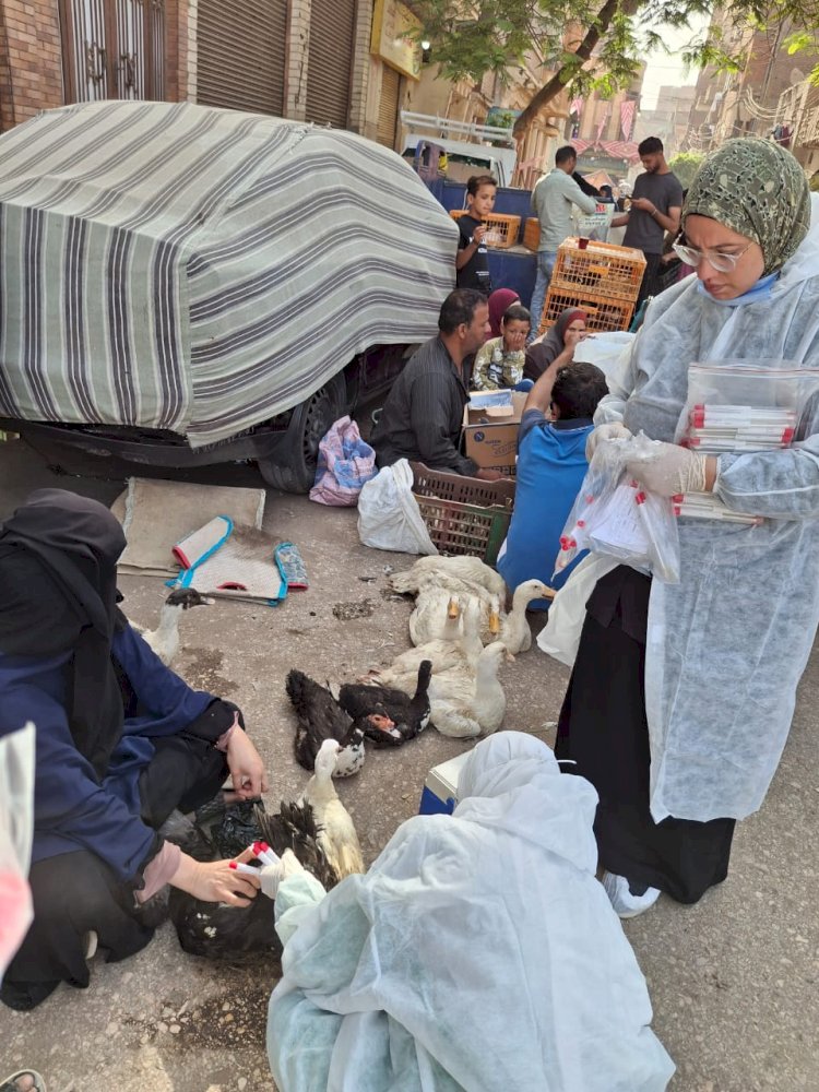 الزراعة تطلق حملات بيطرية وقائية لدعم المربين وتعزيز منظومة الإنتاج الداجني