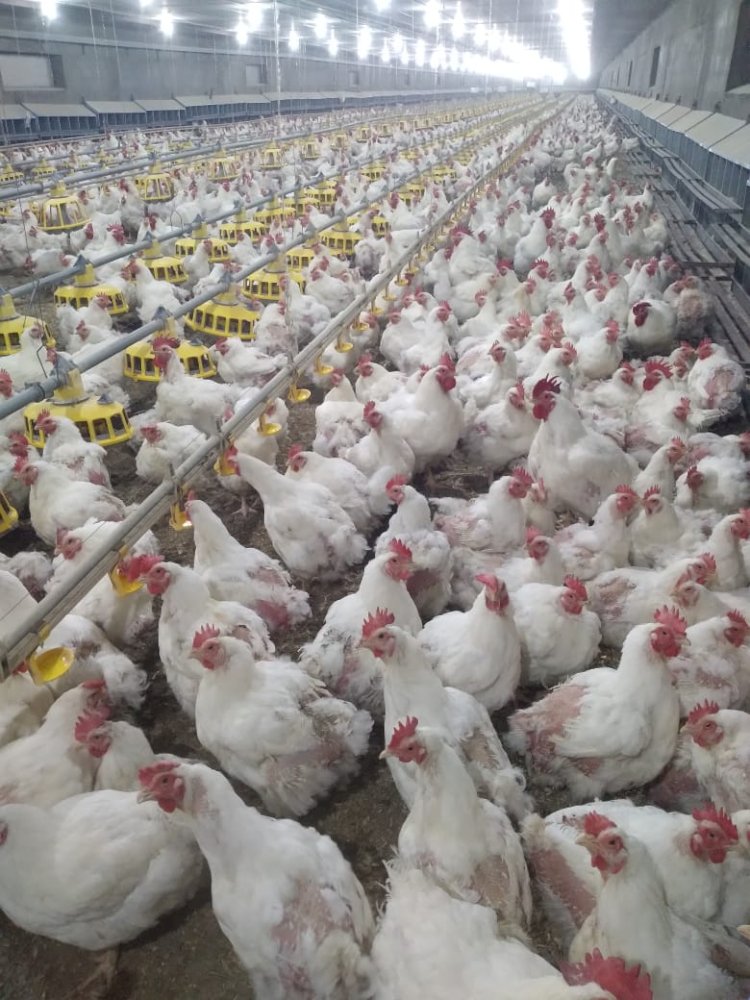 وزير الزراعة يستعرض جهود حماية الثروة الداجنة والاستقرار الوبائي في المحافظات