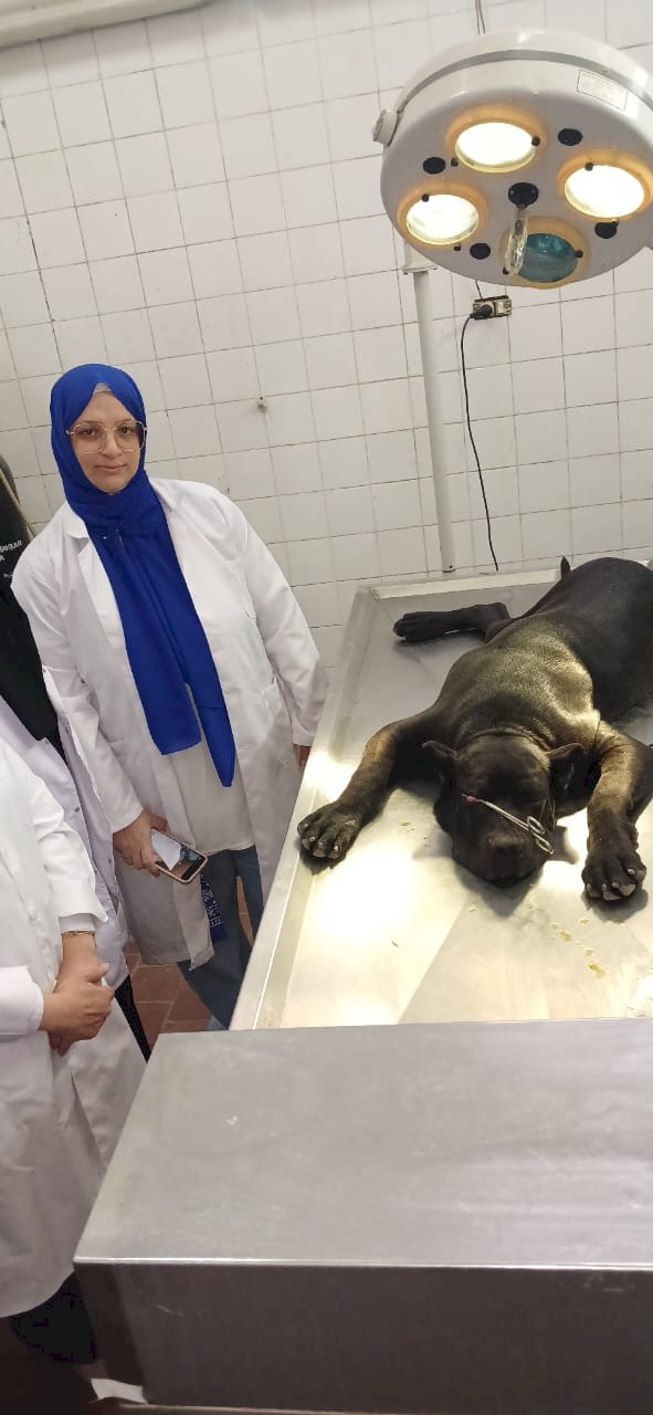 الخدمات البيطرية تختتم دورة  متخصصة لرفع كفاءة الأطباء في مجال الحيوانات الأليفة