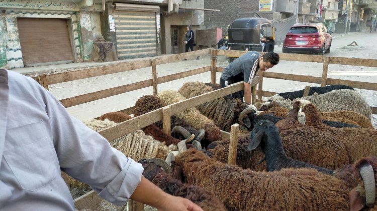 10 آلاف جنيه غرامة الذبح في الشارع بالقاهرة