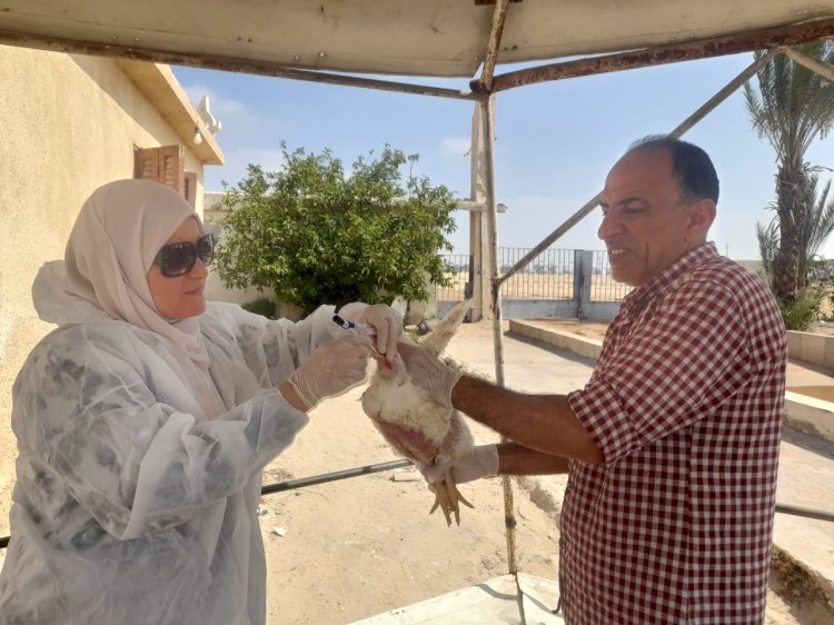 الزراعة تواصل أعمال التقصي والتحصين بمزارع واسواق الدواجن