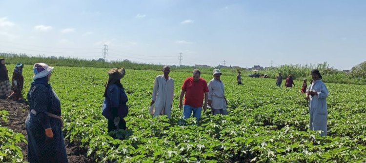 البحوث الزراعية يواصل جهود التنمية الزراعية بمشاركات دولية وإنجازات بحثية