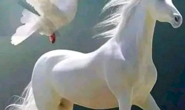 منبر