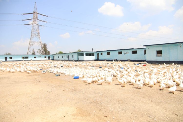 وزير الزراعة ومحافظ الشرقية يتفقدان مشروع الصالحية الزراعي المتكامل