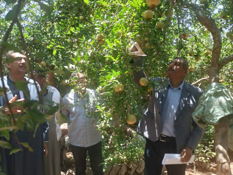 وزير الزراعة: إجراءات فورية وعاجلة لدعم مزارعي الرمان بالبداري