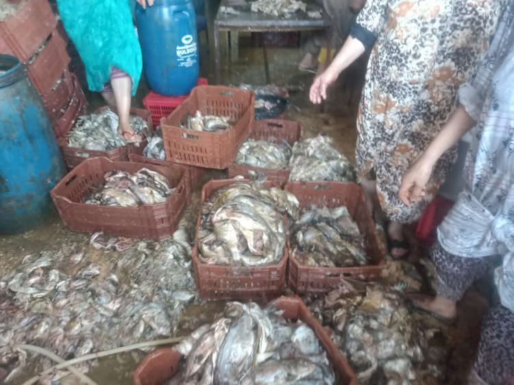 ضبط كميات من الاسماك غير صالحه للاستخدام الادمي  بكفرالشيخ