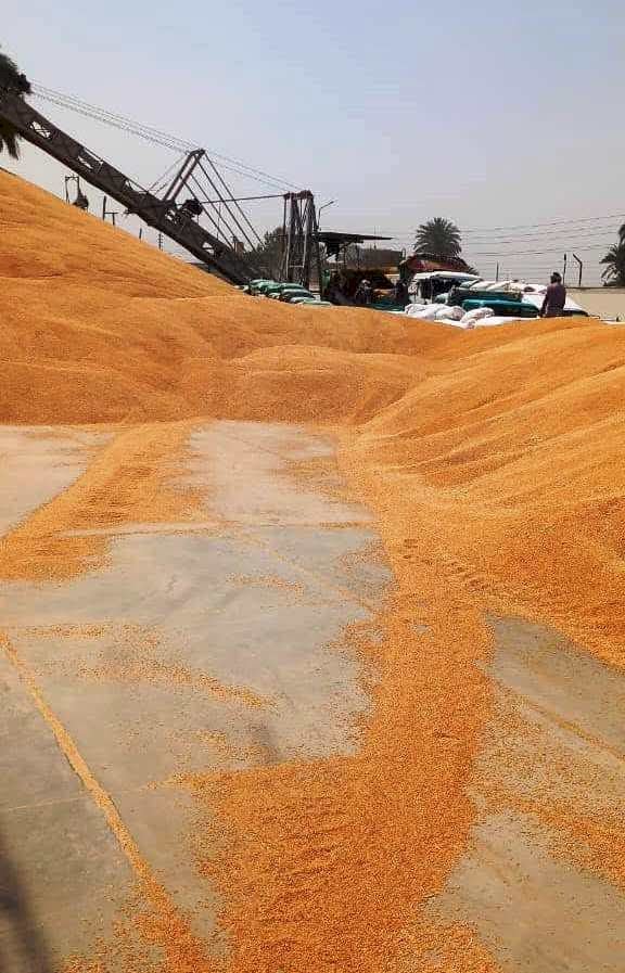 سوهاج تنهي موسم توريد القمح بـ186 ألف طن بزيادة 20% عن المستهدف