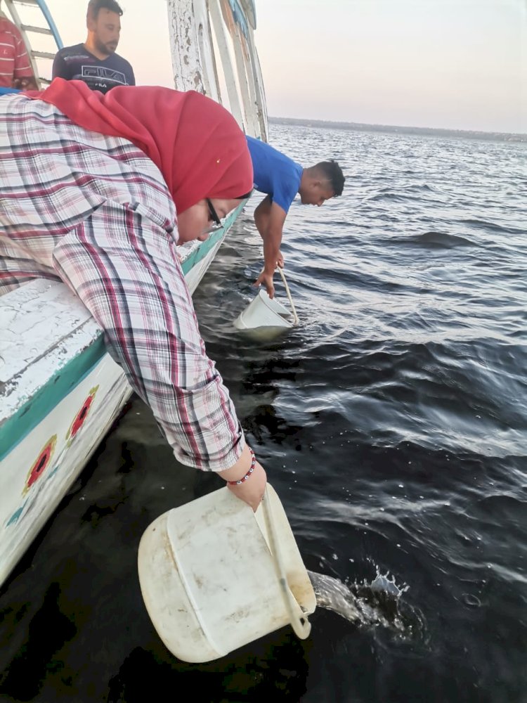 إطلاق الدفعة الرابعة من يرقات الجمبري في بحيرة قارون