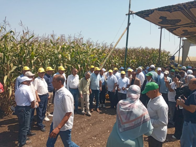 الزراعة  تتابع الحقول الارشادية وتشهد فعاليات يوم الحقل السنوي للذرة الشامية