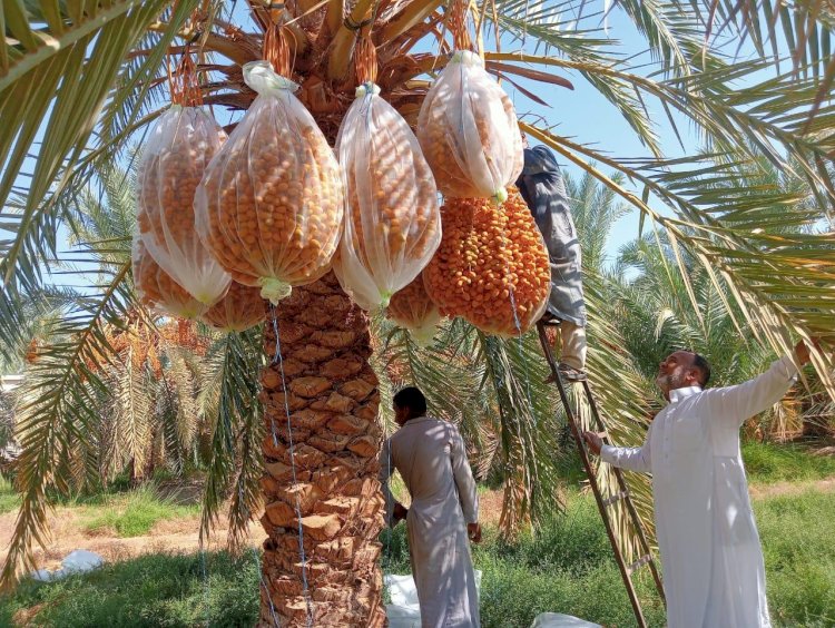 "بحوث الصحراء" ينظم دورة تدريبية لنقل التقنيات الحديثة لتحسين جودة التمور بسيوة