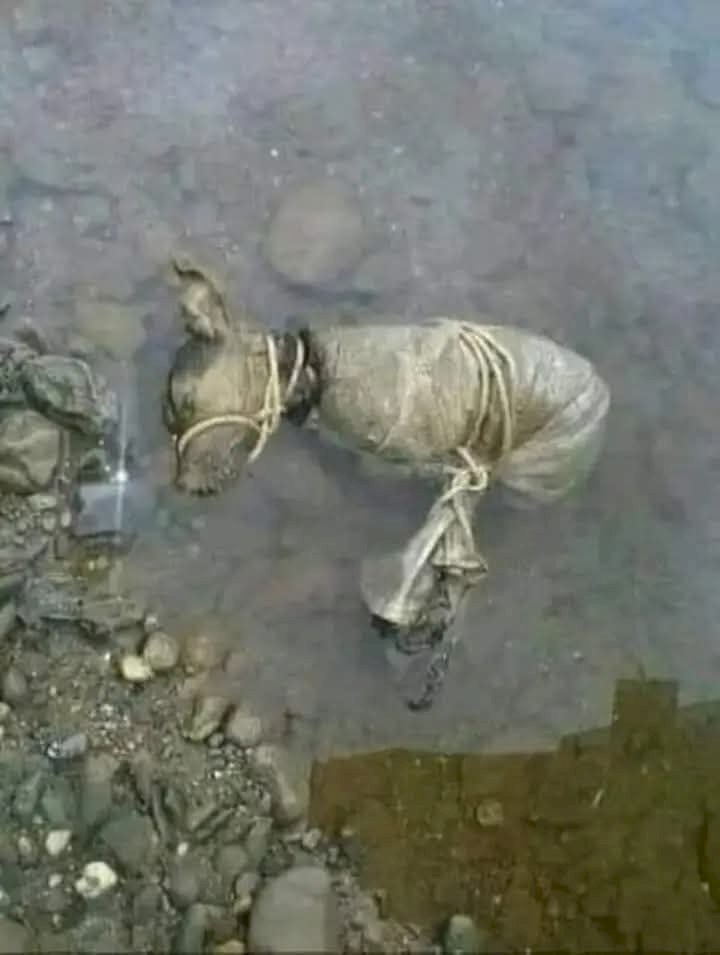 قصة قصيرة : لعنة كلب ...بقلم إيمان العطيفي