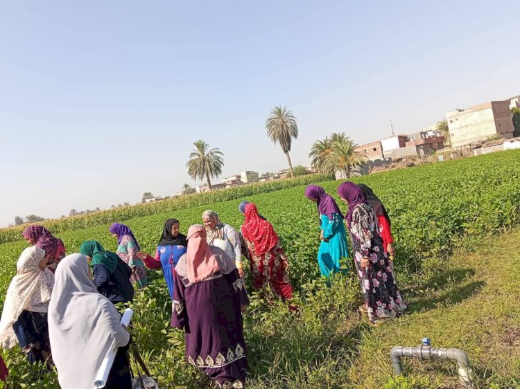 تقديم الدعم الفني للمزارعين بمحافظة المنيا