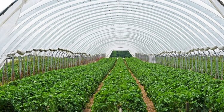 زراعة المنيا تتابع مشروع الصوبة الزراعية لمواجهة ظاهرة التقلبات المناخية