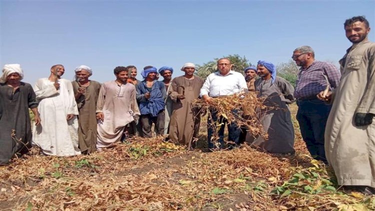 زراعة المنيا تشهد حصاد محصول فول الصويا
