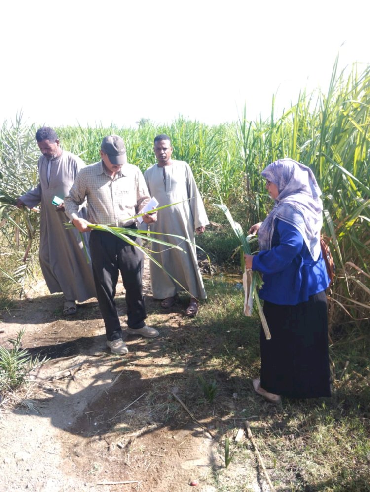 "مكافحة الآفات" تكثف المتابعة الميدانية ضمن استعدادات الموسم الشتوي بالصعيد