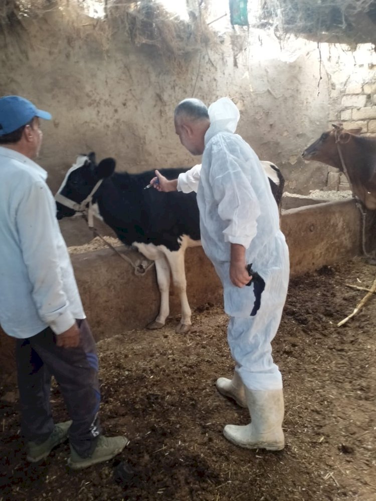 "الزراعة" تعلن تحصين أكثر من 1.5 مليون رأس ماشية ضمن حملتها القومية