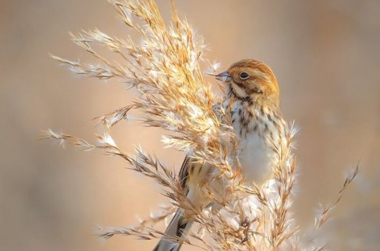 نسمات من الجمال .. بقلم زينب طارق - العراق