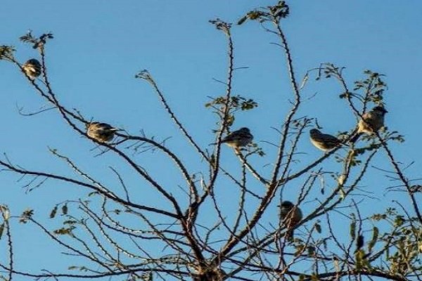 يَا مُسَافِرَ... شعر صابرين سيد