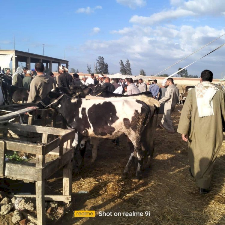 محافظ كفرالشيخ يتابع جهود الطب البيطري واستمرار الحملة القومية للتحصين