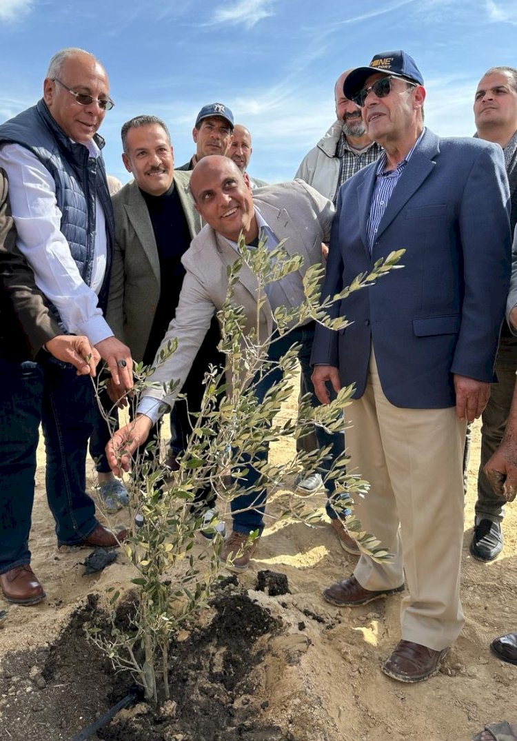 "الزراعة" تحتفل باليوم العالمي لشجرة الزيتون