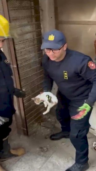 الاجهزة الامنية تنقذ قطة من الموت بالفيوم