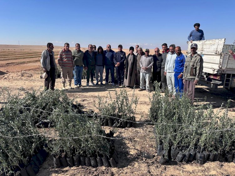 "بحوث الصحراء" يوزّع شتلات الزيتون على منتفعي التجمعات التنموية في سيناء