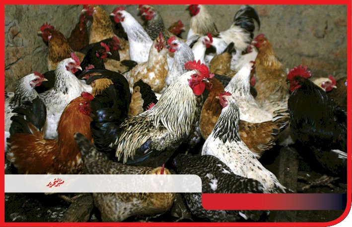 اعرف أسعار الفراخ اليوم السبت 7 مارس 2026