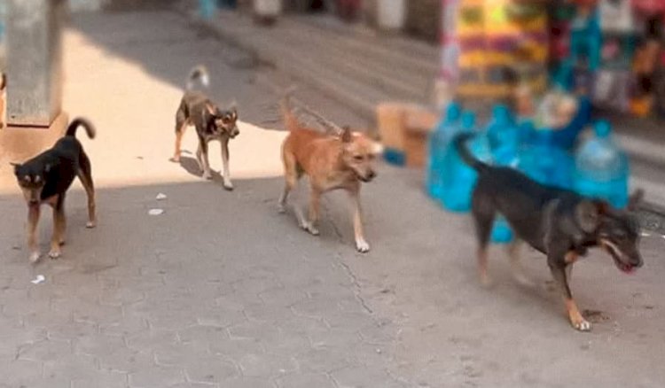 خطة متكاملة تهدف إلى حماية صحة المواطنين والوقاية من مرض السعار بكفرالشيخ