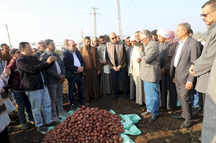 محافظ المنيا يشهد حصاد محصول البطاطس بقرية بردنوها بمطاي