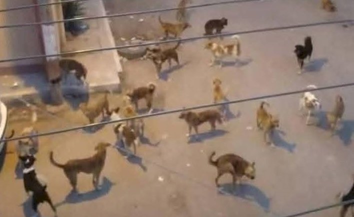 الكلاب الضالة.. خطر ينهش الشارع المصري