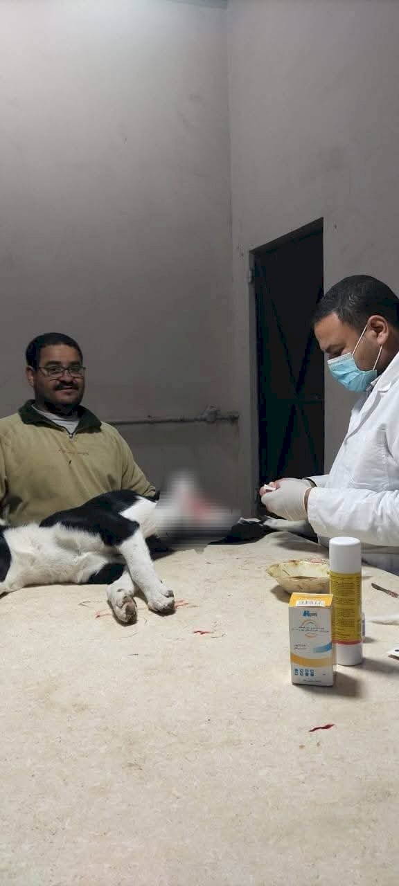 البيطري بأسيوط يواجه ظاهرة الكلاب الحرة بخطة إنسانية مستدامة