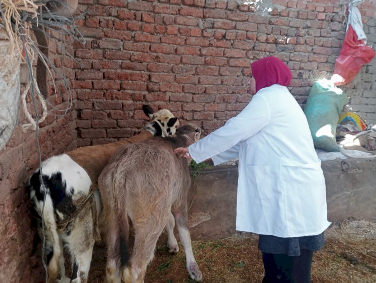 الزراعة:  تحصين 6,534 كلبًا  وتعقيم 848 ضمن الاستراتيجية الوطنية لمكافحة السعار