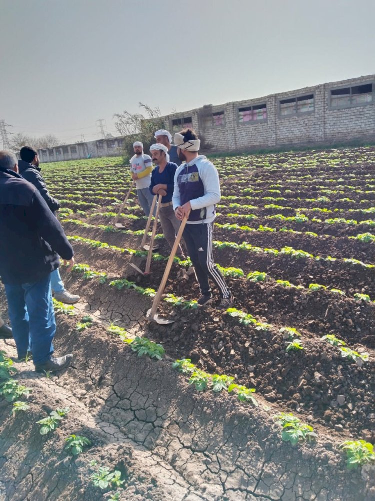 "الزراعة" تواصل حملاتها لمتابعة زراعات القمح ومكافحة الآفات ودعم المزارعين