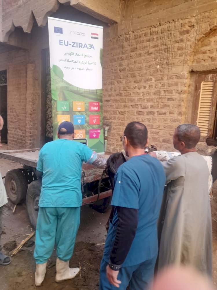 "الزراعة": قوافل بيطرية مجانية ودورات مكثفة لدعم مربي الماشية في صعيد مصر